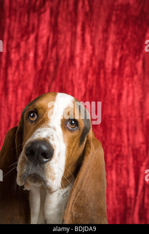 Basset Hound Banque D'Images