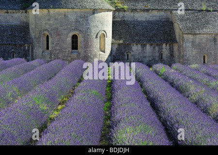 Champ de lavande, l'Abbaye de Sénanque, Vaucluse, Provence, France Banque D'Images