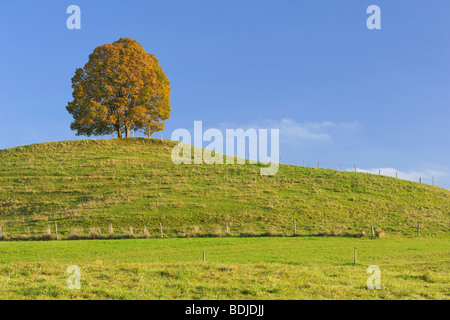 Tilleul solitaire sur la Colline Banque D'Images