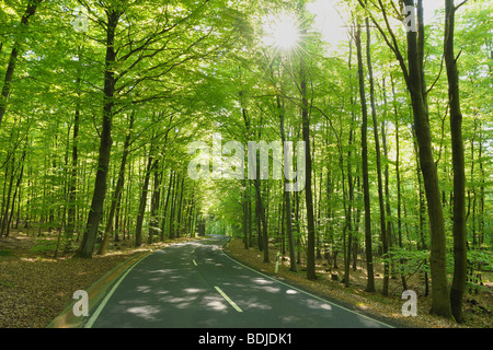 Route à travers une forêt de hêtres au printemps, Spessart, Bavaria, Germany Banque D'Images