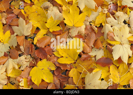 Feuilles de hêtre et d'érable à l'automne, Odenwald, Hesse, Allemagne Banque D'Images