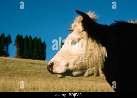 Les bovins de boucherie, la vache, le Portrait de profil Banque D'Images