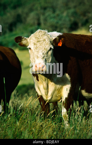 Les bovins de boucherie, vaches Hereford Banque D'Images
