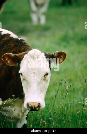 Les bovins de boucherie, vaches Hereford, Portrait Banque D'Images