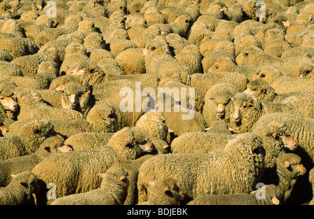Moutons à la plume Banque D'Images