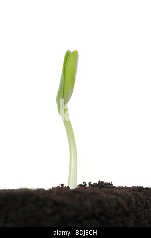 Plant de courgette Banque D'Images