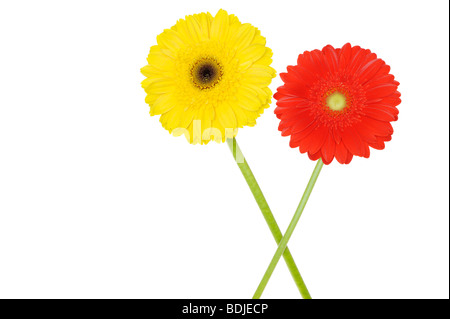 Gerberas Banque D'Images