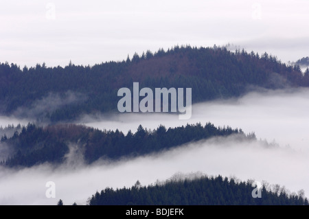 Brouillard dans les arbres, forêt noire, Bade-Wurtemberg, Allemagne Banque D'Images