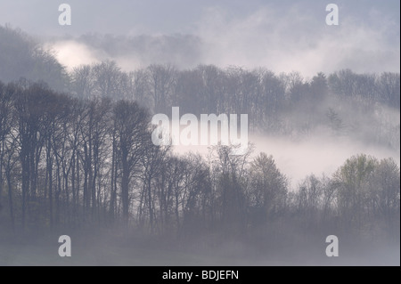 Forêt avec brouillard, Baden-Wurttemberg, Allemagne Banque D'Images