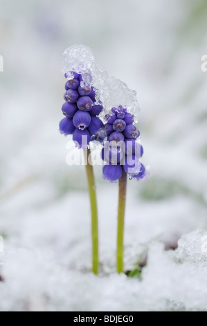 Elephants dans la neige, Bavière, Allemagne Banque D'Images