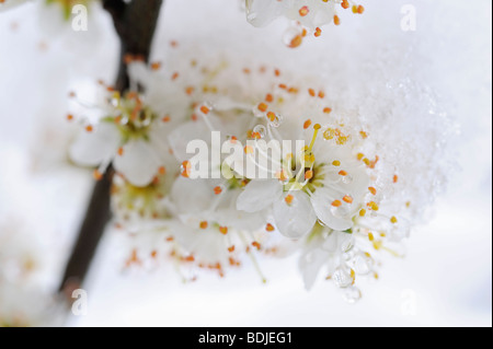 Fleurs de Prunellier Snow-Covered au printemps, Bavière, Allemagne Banque D'Images