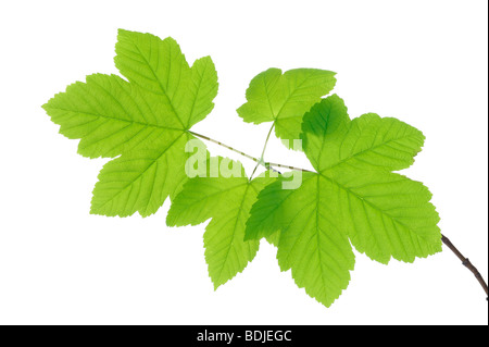 Feuilles d'érable sycomore sur Branch Banque D'Images