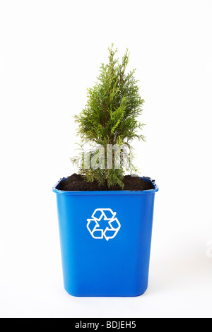 Arbre planté dans le bac de recyclage Banque D'Images