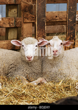 Moutons à la plume Banque D'Images