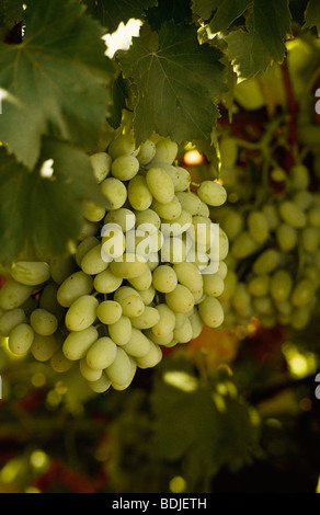 Calmiry Les raisins de table blanc sur Vine Banque D'Images