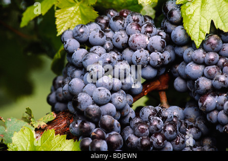 Red Grapes Growing sur Vine Banque D'Images