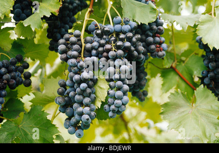 Red Grapes Growing sur Vine Banque D'Images