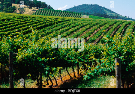 Vignoble, Les Vignes, La Vallée de Yarra, Australie Banque D'Images