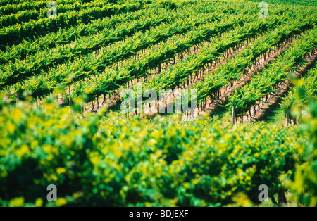 Vignoble, Les Vignes, La Vallée de Yarra, Australie Banque D'Images