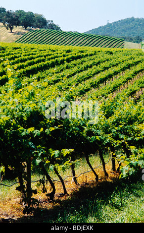 Vignoble, Les Vignes, La Vallée de Yarra, Australie Banque D'Images