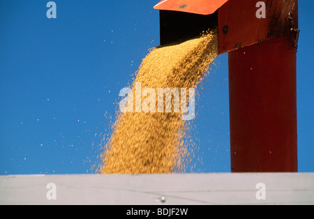 La récolte de blé, champ de remplissage Bin, Australie Banque D'Images