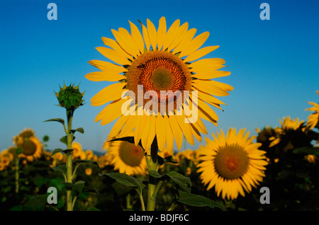 La récolte de tournesol, Close-up de plante de tournesol, de l'Australie Banque D'Images