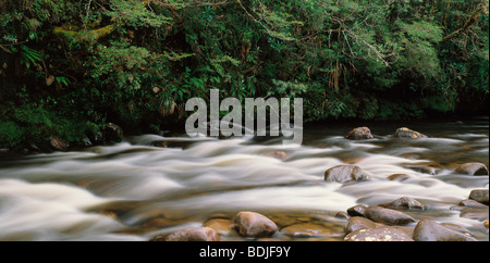 Rivière Franklin, rainforest, Tasmanie, Australie Banque D'Images