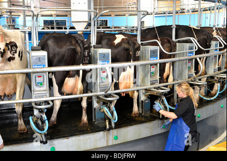 Stocksperson dame mettre bord sur des vaches laitières dans un salon rotatif. Banque D'Images