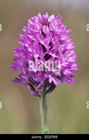 Un gros plan de la tête de floraison de l'Orchidée pyramidale Banque D'Images