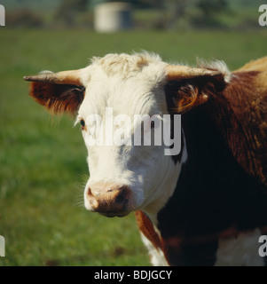 Les bovins de boucherie, Hereford, Portrait Banque D'Images