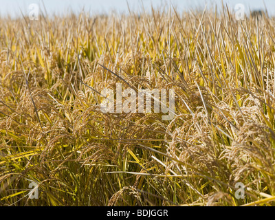 Prêts pour la récolte des cultures de riz, de l'Australie Banque D'Images