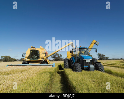 La récolte du riz, de l'Australie Banque D'Images