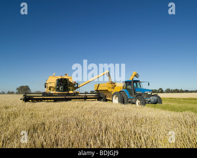 La récolte du riz, de l'Australie Banque D'Images