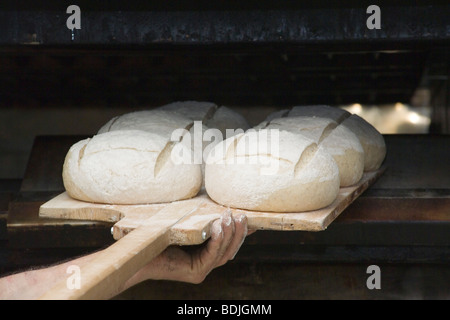 Baker plaçant miches de pain au levain dans Four Banque D'Images