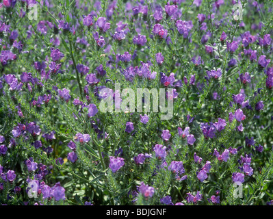 Fleurs sauvages, de l'Australie Banque D'Images