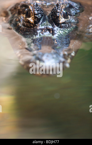 Peeking crocodile au-dessus de l'eau Banque D'Images