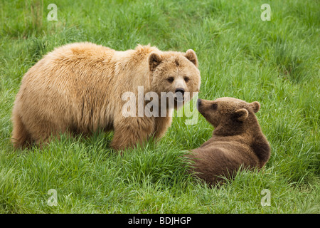 Mère Ours brun avec Cub Banque D'Images