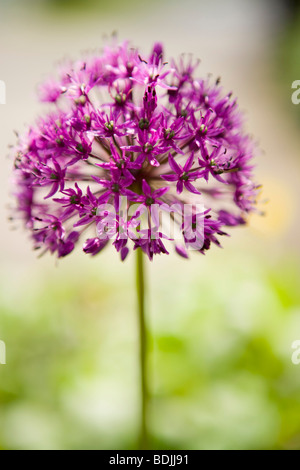 Close-up of Lucy Ball Allium Banque D'Images