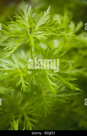 Close-up of Plant Banque D'Images