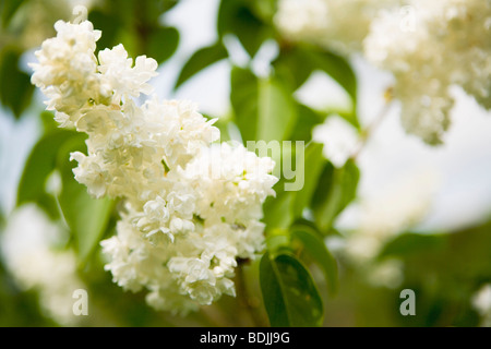Close-up de lilas Banque D'Images