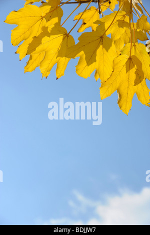 Feuilles d'érable en automne Banque D'Images