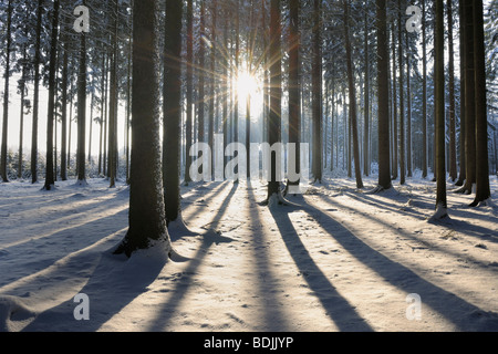 Forêt en hiver, Odenwald, Hesse, Allemagne Banque D'Images