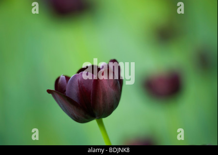 Close-up of Tulip reine de la nuit Banque D'Images