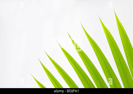 Close-up of Fan Palm Feuilles sur fond blanc Banque D'Images