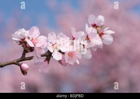 Close-up de fleurs d'amandier Banque D'Images