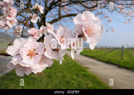 Fleurs d'amandier le long du chemin au printemps, Gimmeldingen, Rhénanie-Palatinat, Allemagne Banque D'Images