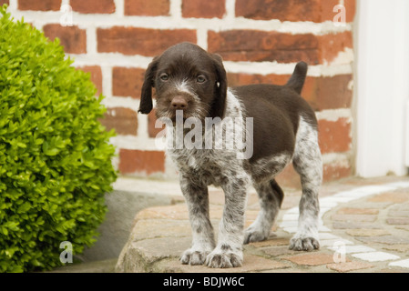 Braque Allemand - chien puppy standing in front of a house Banque D'Images