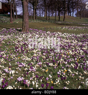 Crocus en fleurs de printemps, Hazelhead Park Aberdeen, Ecosse, région de Grampian. 5326 SCO Banque D'Images