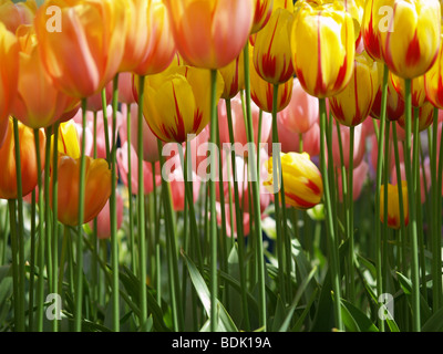 Tulipes rouges et jaunes énorme vu depuis le sol Banque D'Images