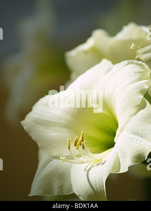 Beau blanc Lis de Pâques ou novembre lily avec un fond vert Banque D'Images